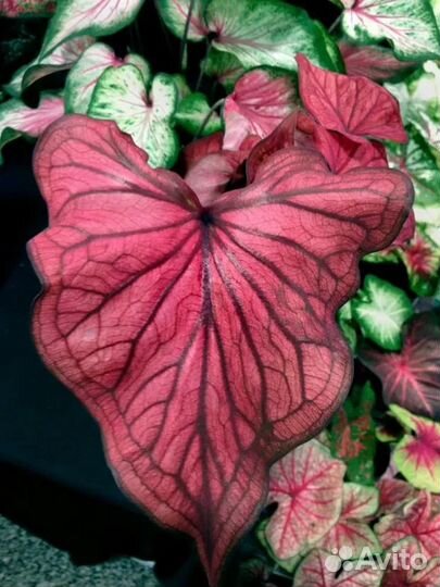 Каладиум черри ред