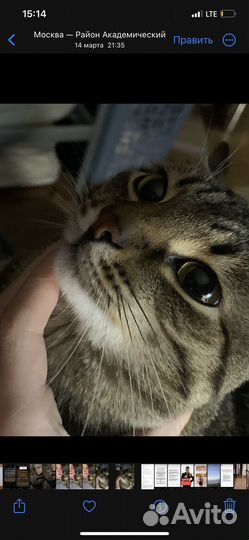 Кот в добрые руки