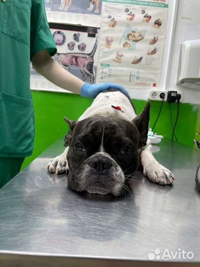 Французский бульдог бесплатно