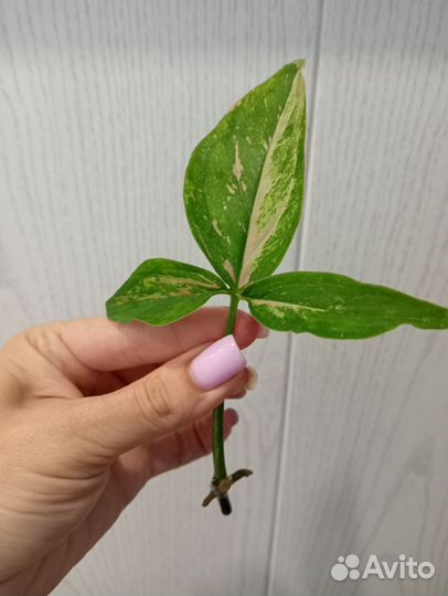 Сингониум Ред спот триколор