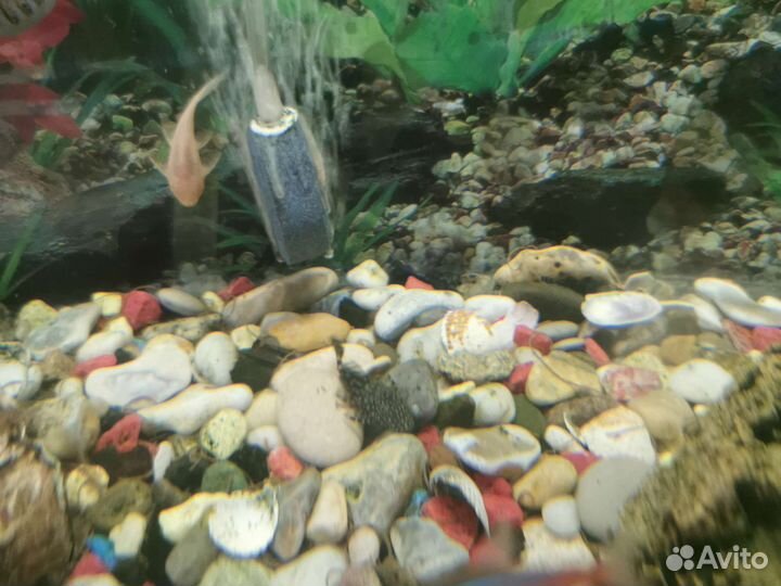 Аквариумные рыбки