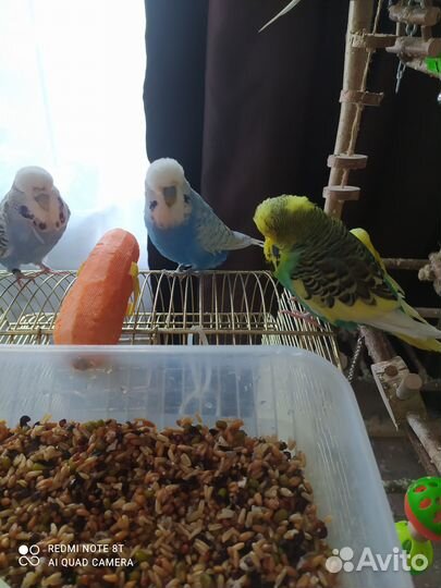 Волнистый попугай