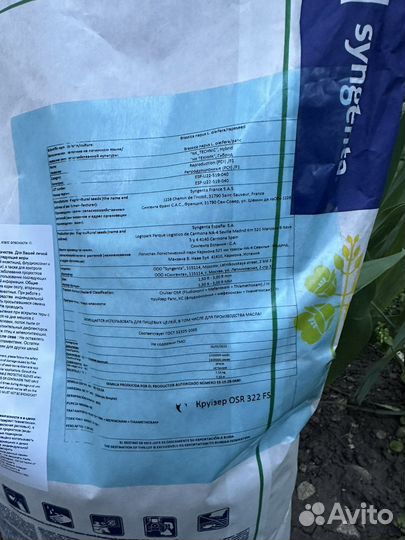 Семена озимого рапса сингента