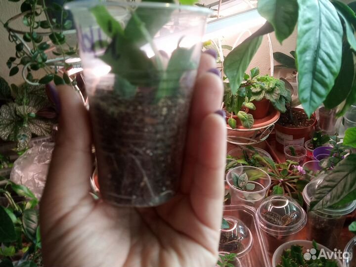 Декабрист шлюмбергера белый