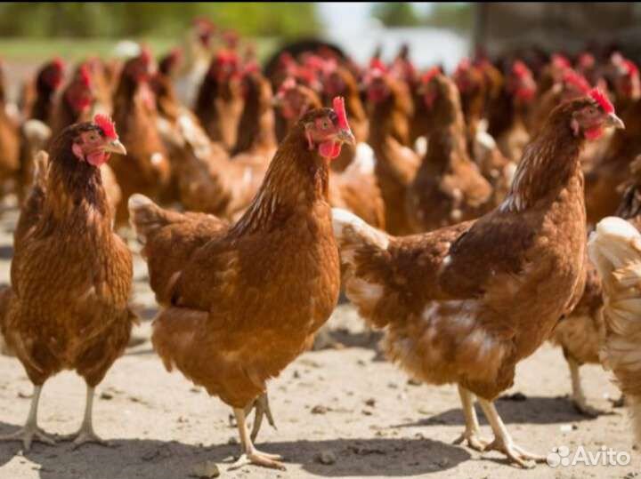 Куры молодки