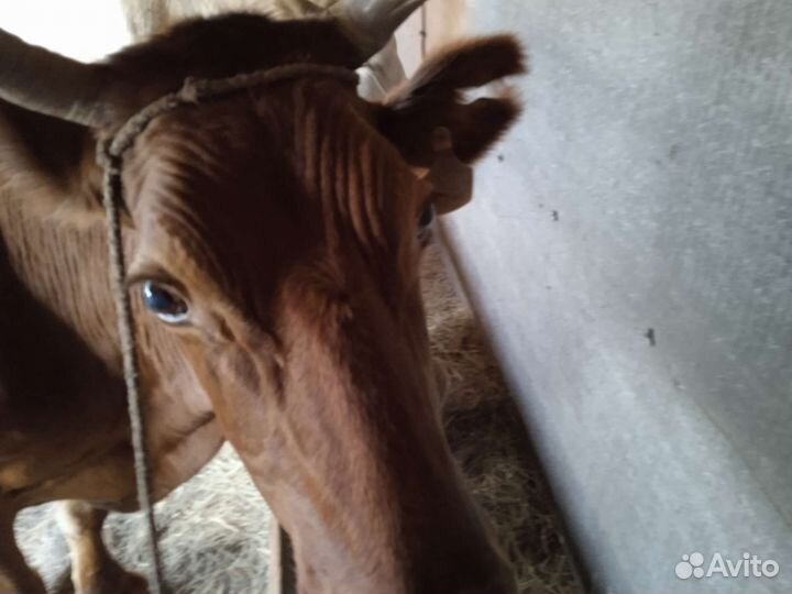 Корова молочная