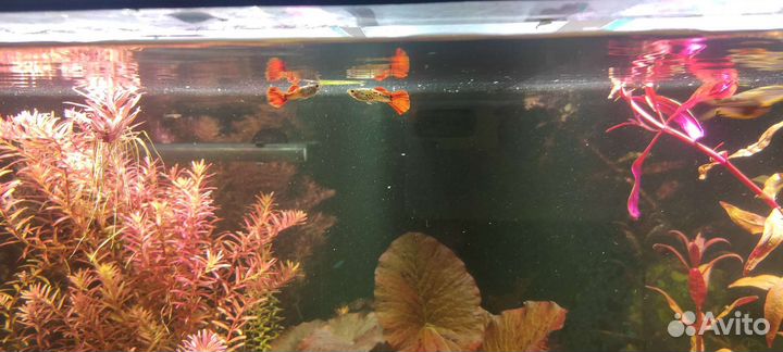 Аквариум Dennerle Nano Cube на 30 л