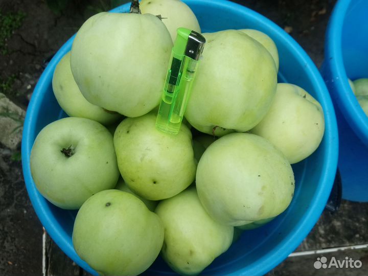 Яблоки антоновка