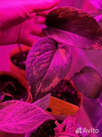 Эпипремнум тай вариегатный