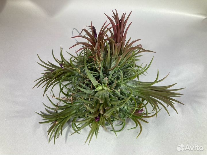 Тилландсия