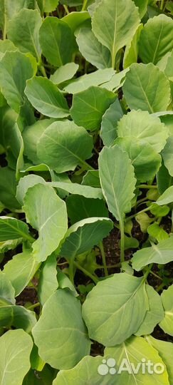 Рассада капусты