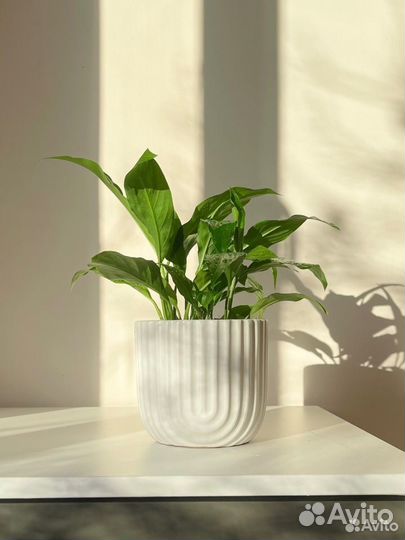 Спатифиллум, комнатное растение