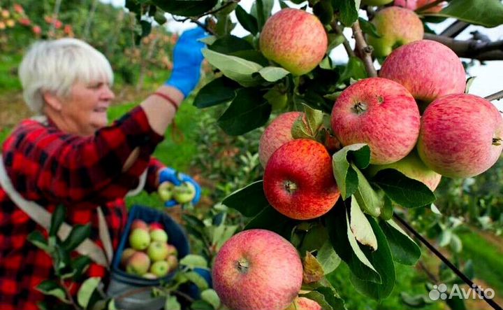 Сборщик яблок. Вахта