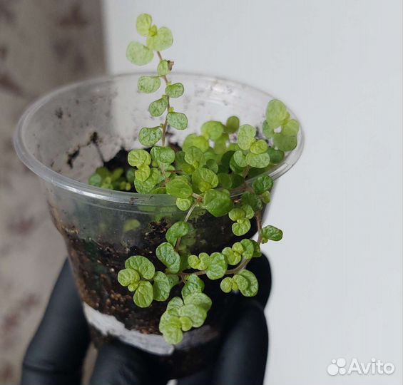 Солейролия