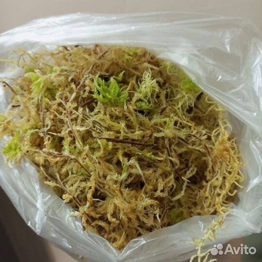 Мох сфагнум живой