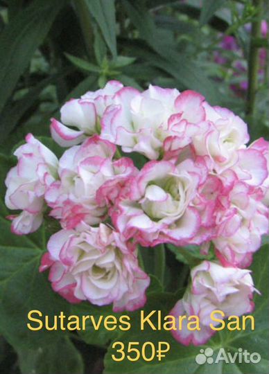 Пеларгония герань