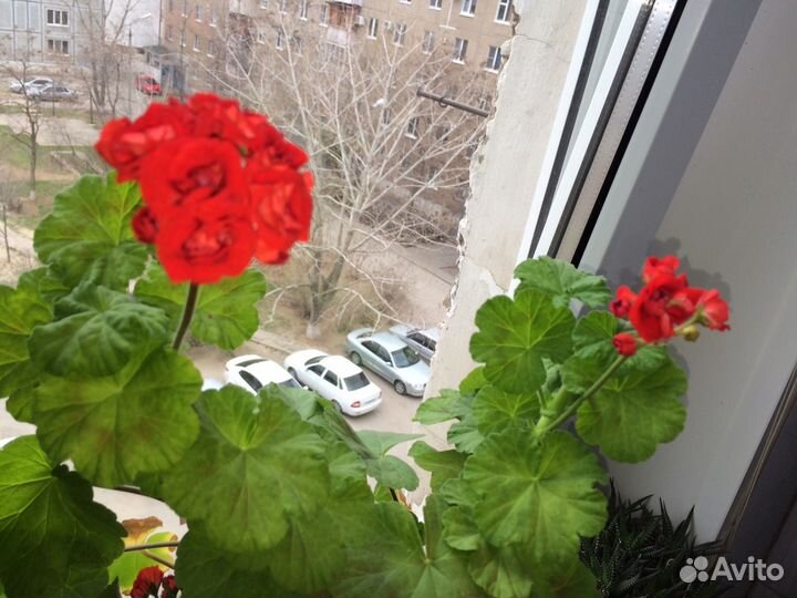 Герань винная с горшком