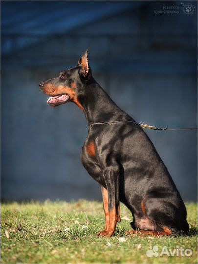 Кобель добермана для вязок