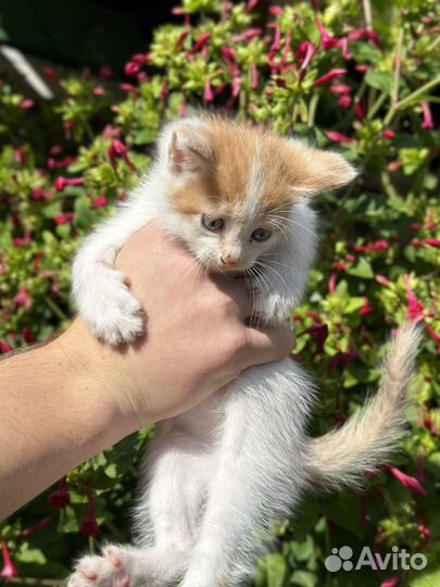 Котята в добрые руки бесплатно