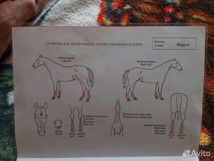 Жеребец орловский рысак
