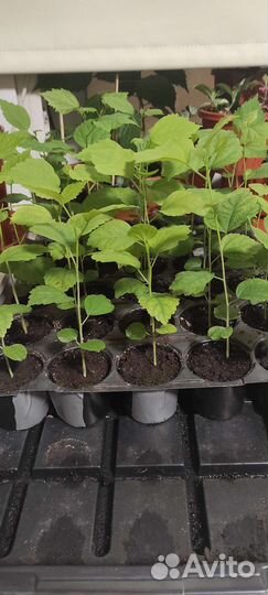 Гибискус сортовой Сирийский, Криптомерия японская