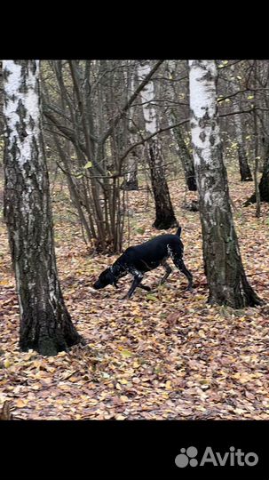 Курцхаар вязка