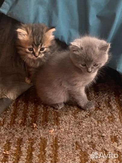 Котенок девочка бесплатно