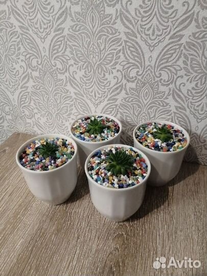 Суккуленты