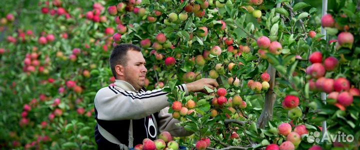 Сборщик яблок в саду. Вахта
