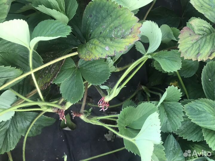 Рассада клубники