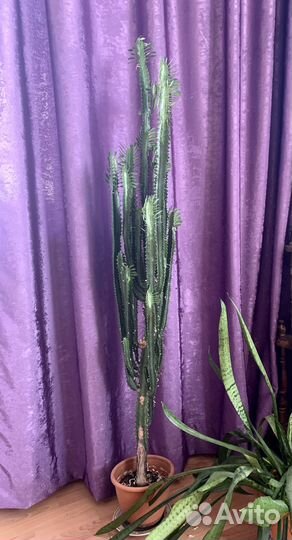 Молочай канделябровый 1,5 метра высота