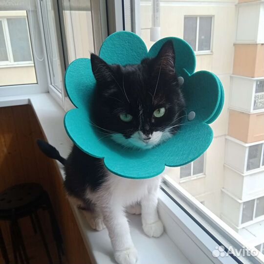 Стерилизация кошек по боковому доступу на дому