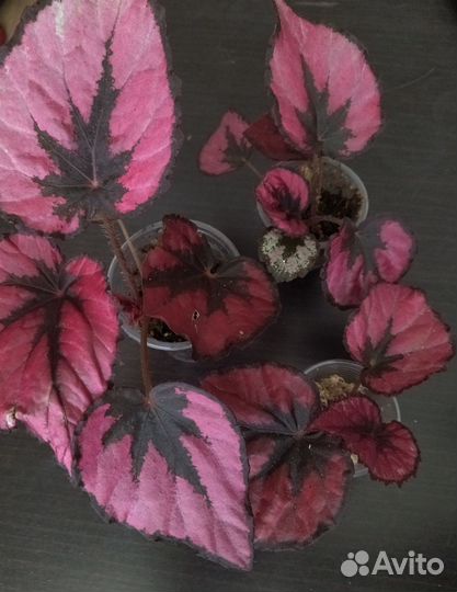 Бегония (детки)