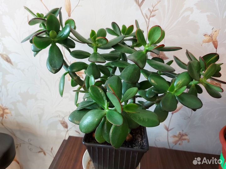 Крассула Денежное дерево