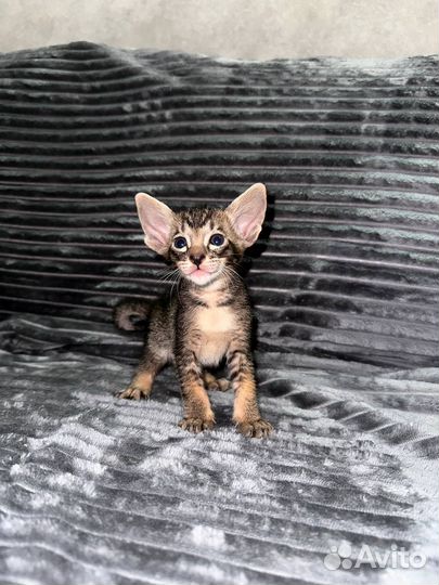 Ориентальные котята