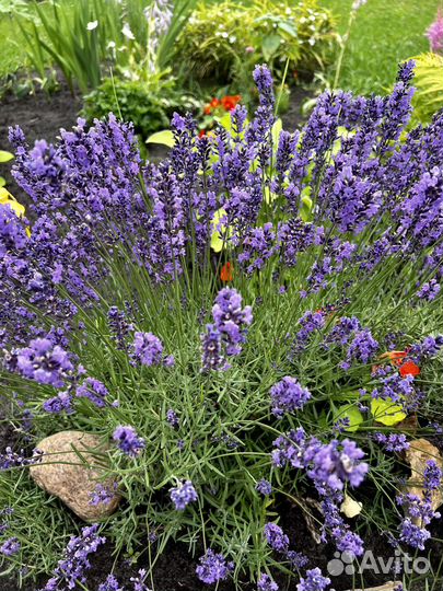 Лаванда срез