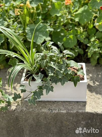 Растения, кактусы, суккуленты, композиции