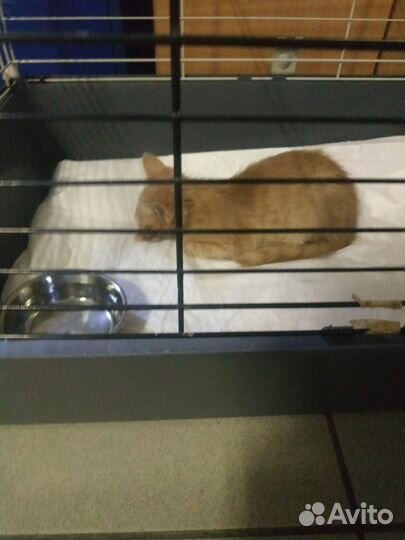 Котенок в добрые руки