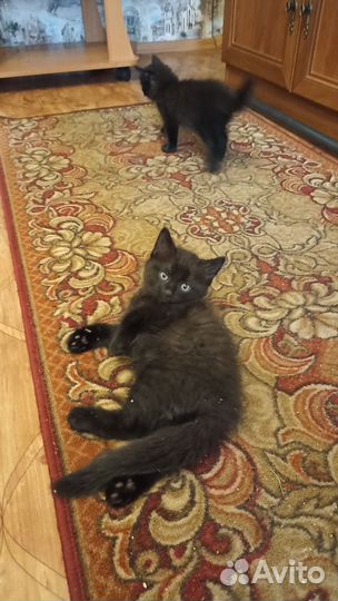 Отдам в добрые руки