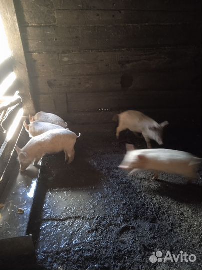 Поросенок ландрас с белой русской помесь