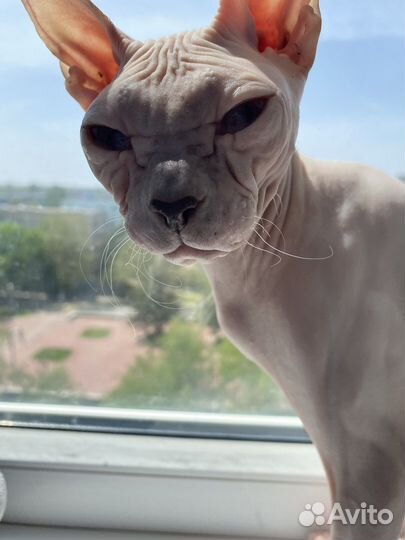 Донской сфинкс вязка