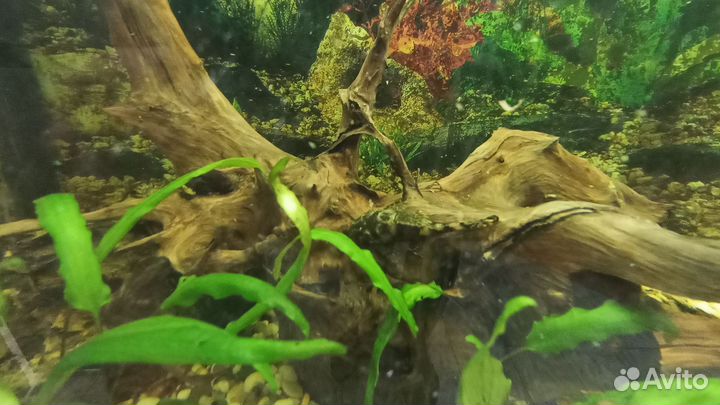 Аквариум с рыбками