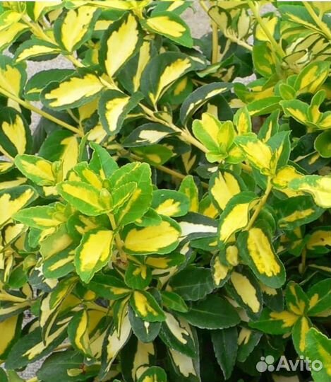 Бересклет форчуна стелющийся