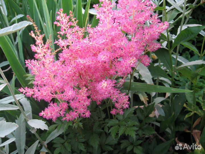 Многолетние растения (саженцы флоксов и др.)