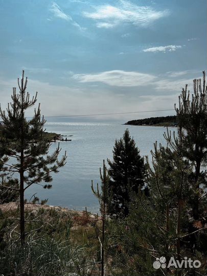 Горбуша охлажденная свежая