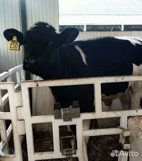 Холмогоры Голштины Бычки Тёлки