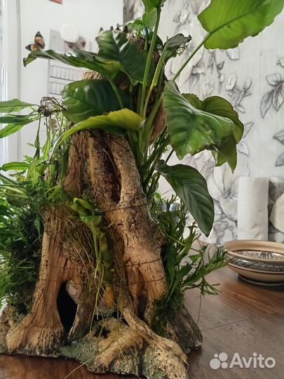 Растения для аквариума