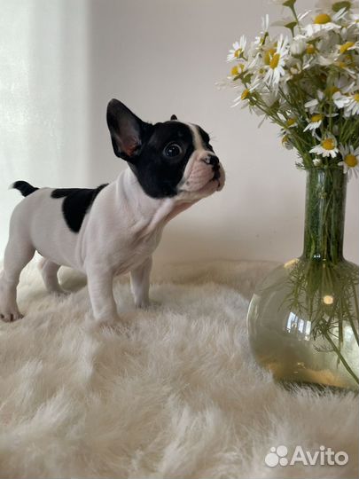 Щенок французского бульдога (девочка)