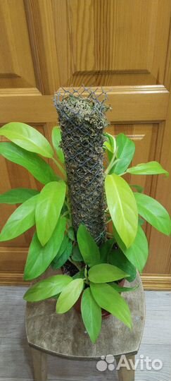 Филодендроны