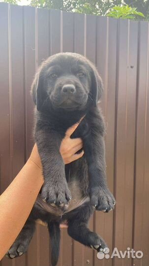 Щенки лабрадора